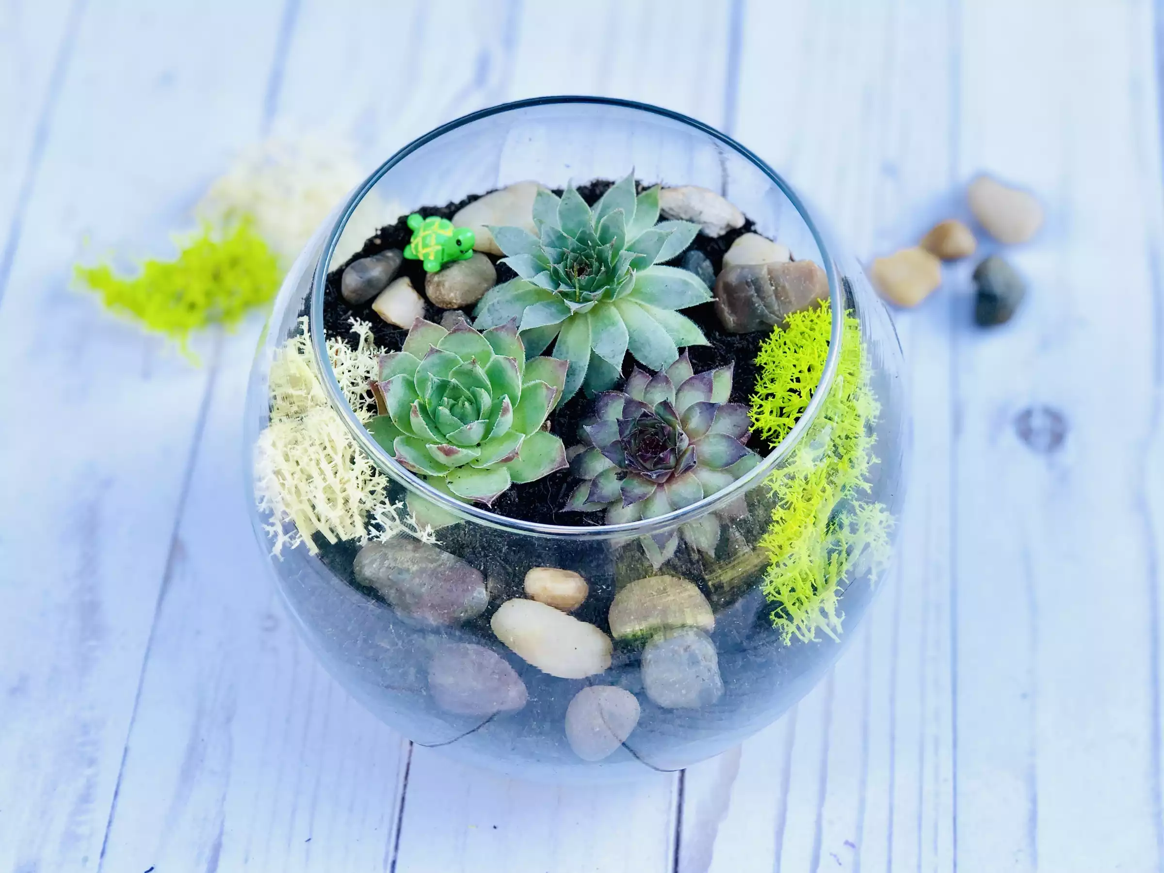 Succulent Terrarium